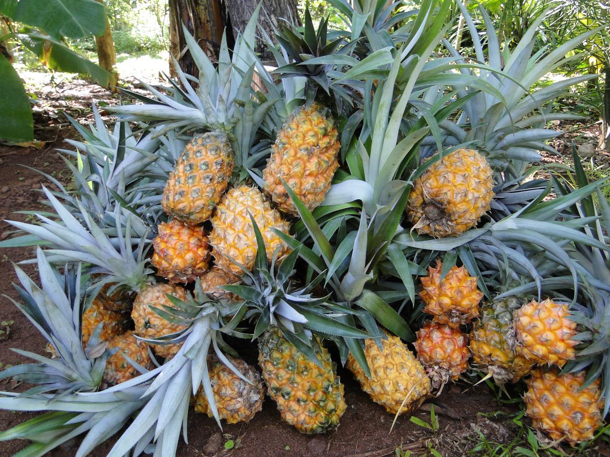 Yasi Yatere Reserva Agroecologica 엘 소베르비오 외부 사진